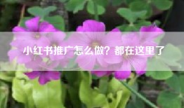 小红书推广怎么做？都在这里了